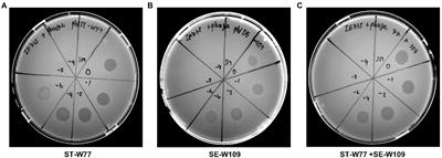 Therapeutic effects of oral administration of lytic Salmonella phages in a mouse model of non-typhoidal salmonellosis